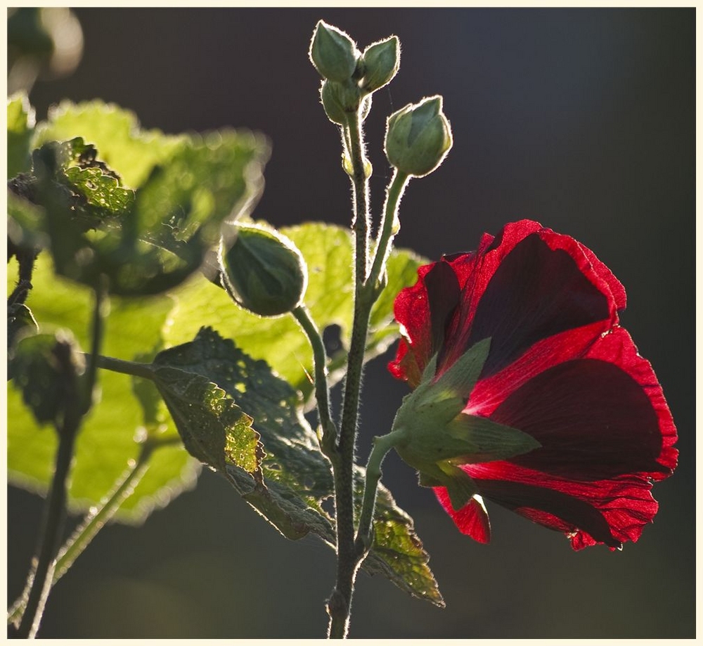 in der abendsonne