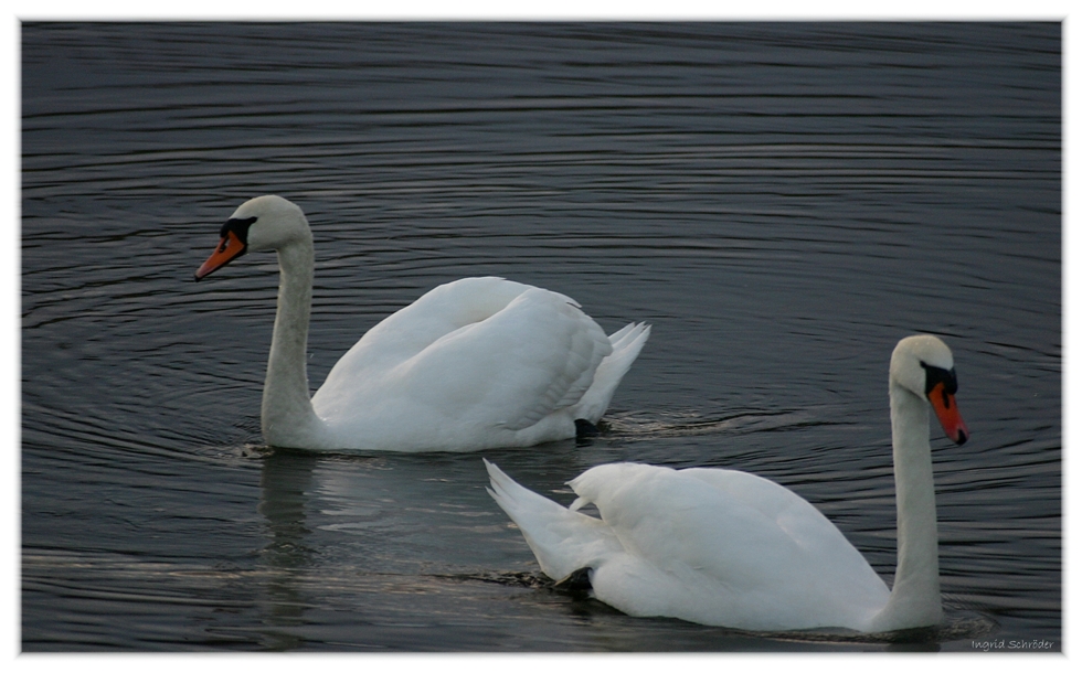 In der Abendsonne an der Elbe