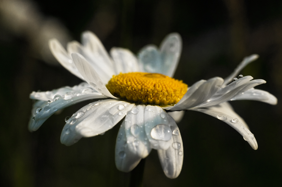 in der Abendsonne