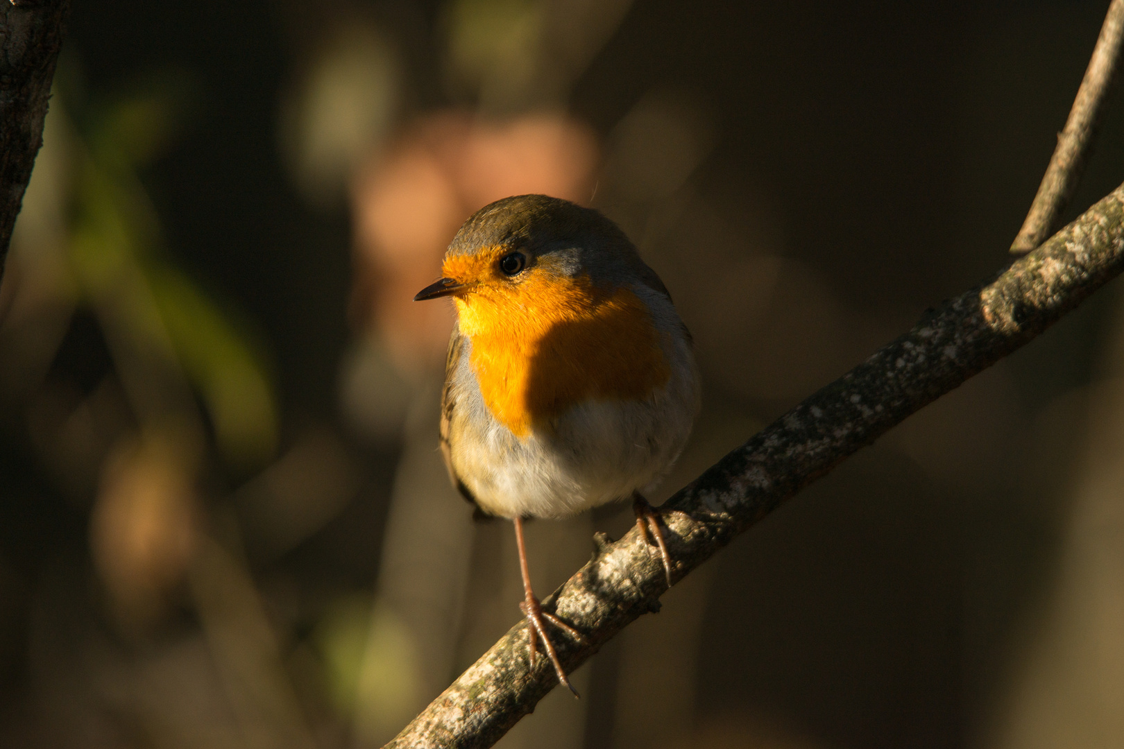 in der Abendsonne