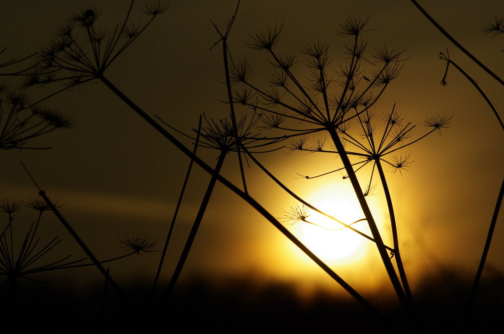 In der Abendsonne