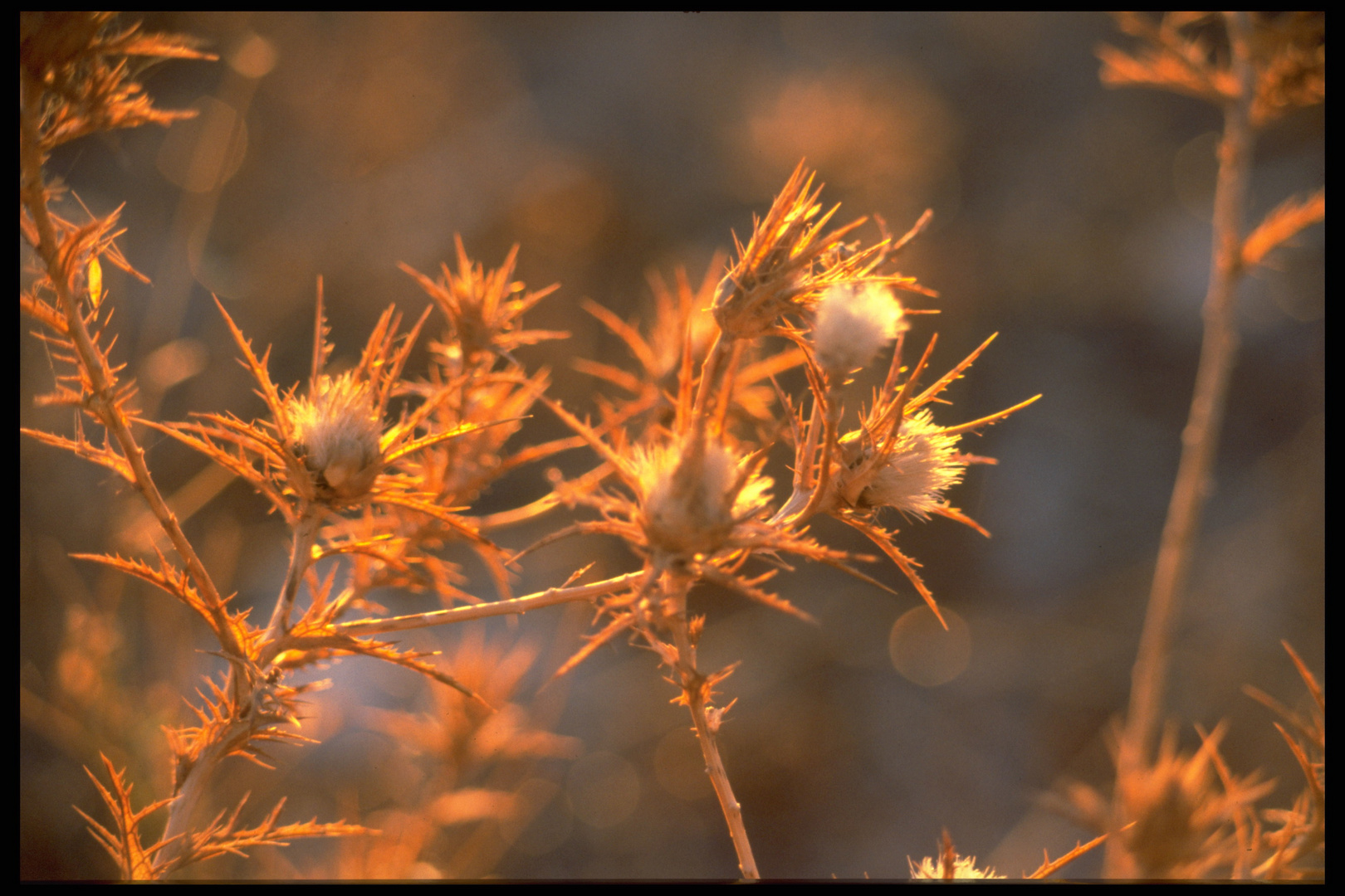 In der Abendsonne