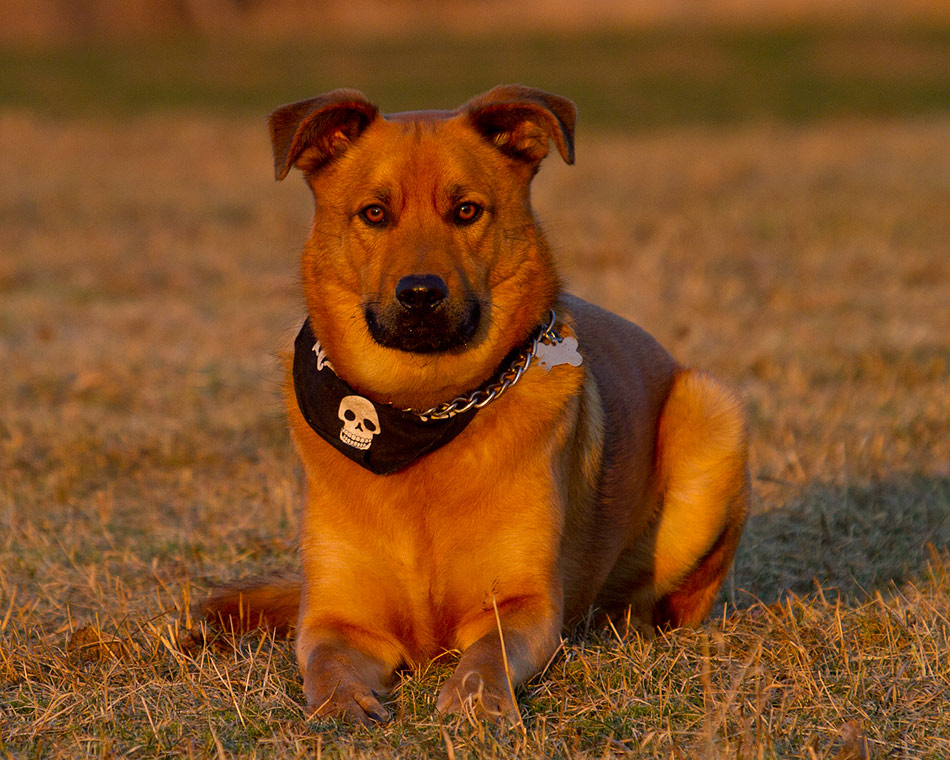 In der Abendsonne