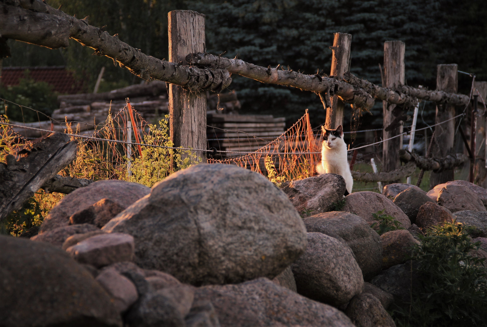 in der Abendsonne .......