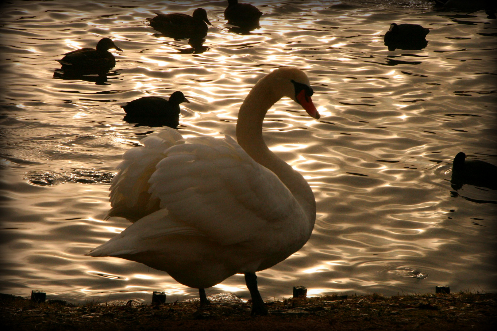 in der Abendsonne