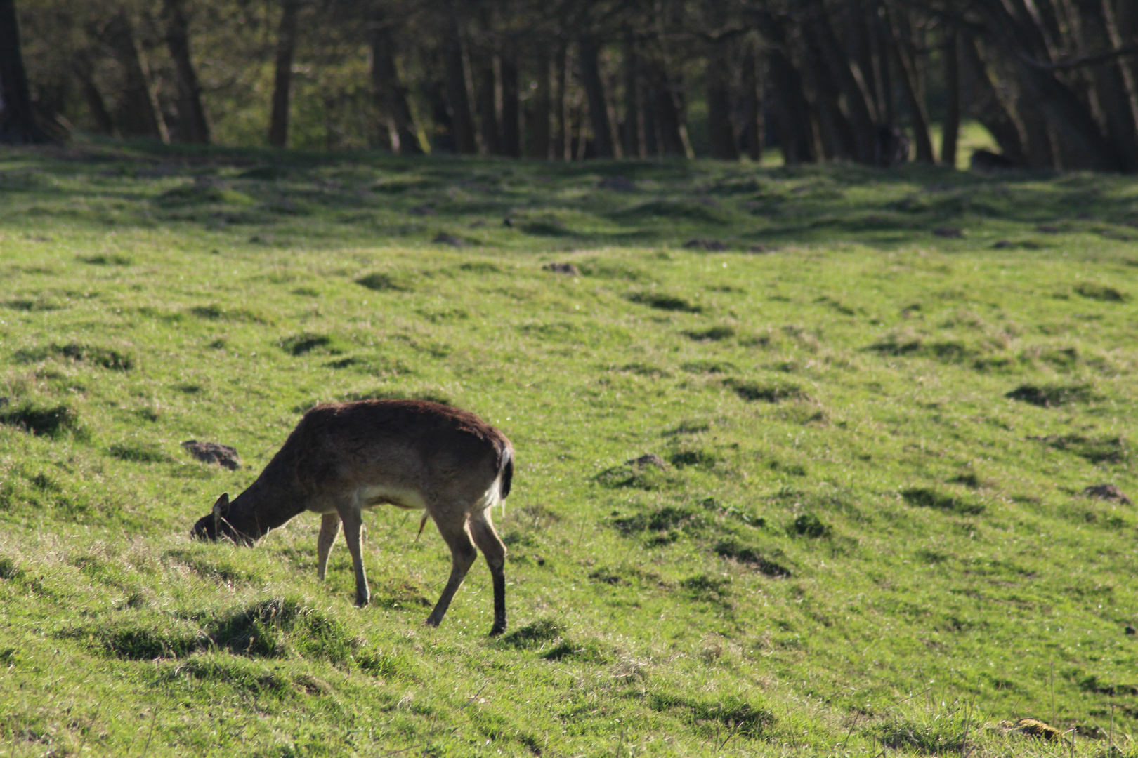 in der Abendsonne