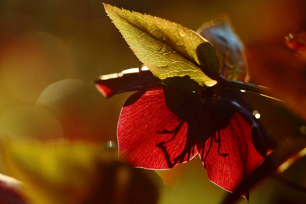 In der Abendsonne