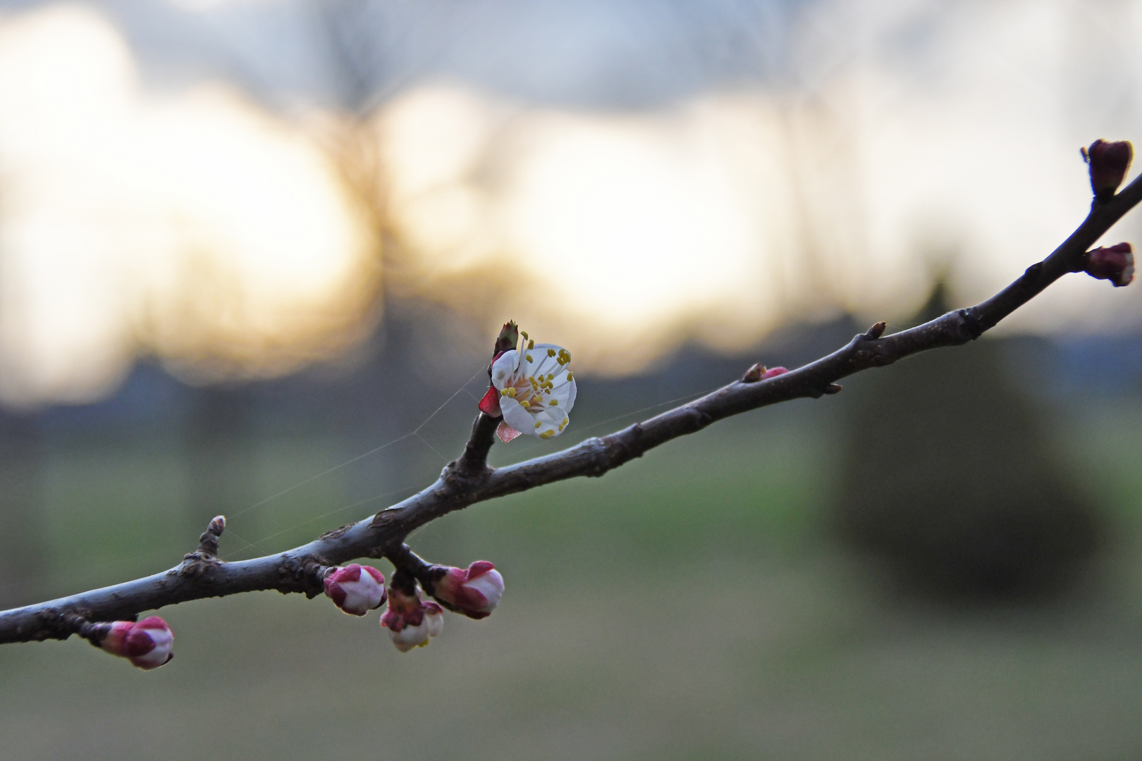 in der Abendsonne