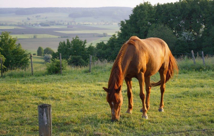 In der Abendsonne