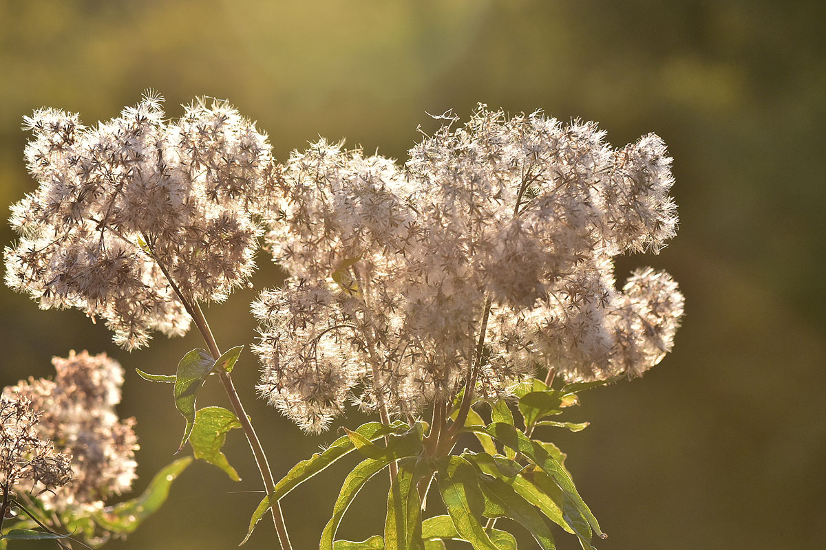 In der Abendsonne