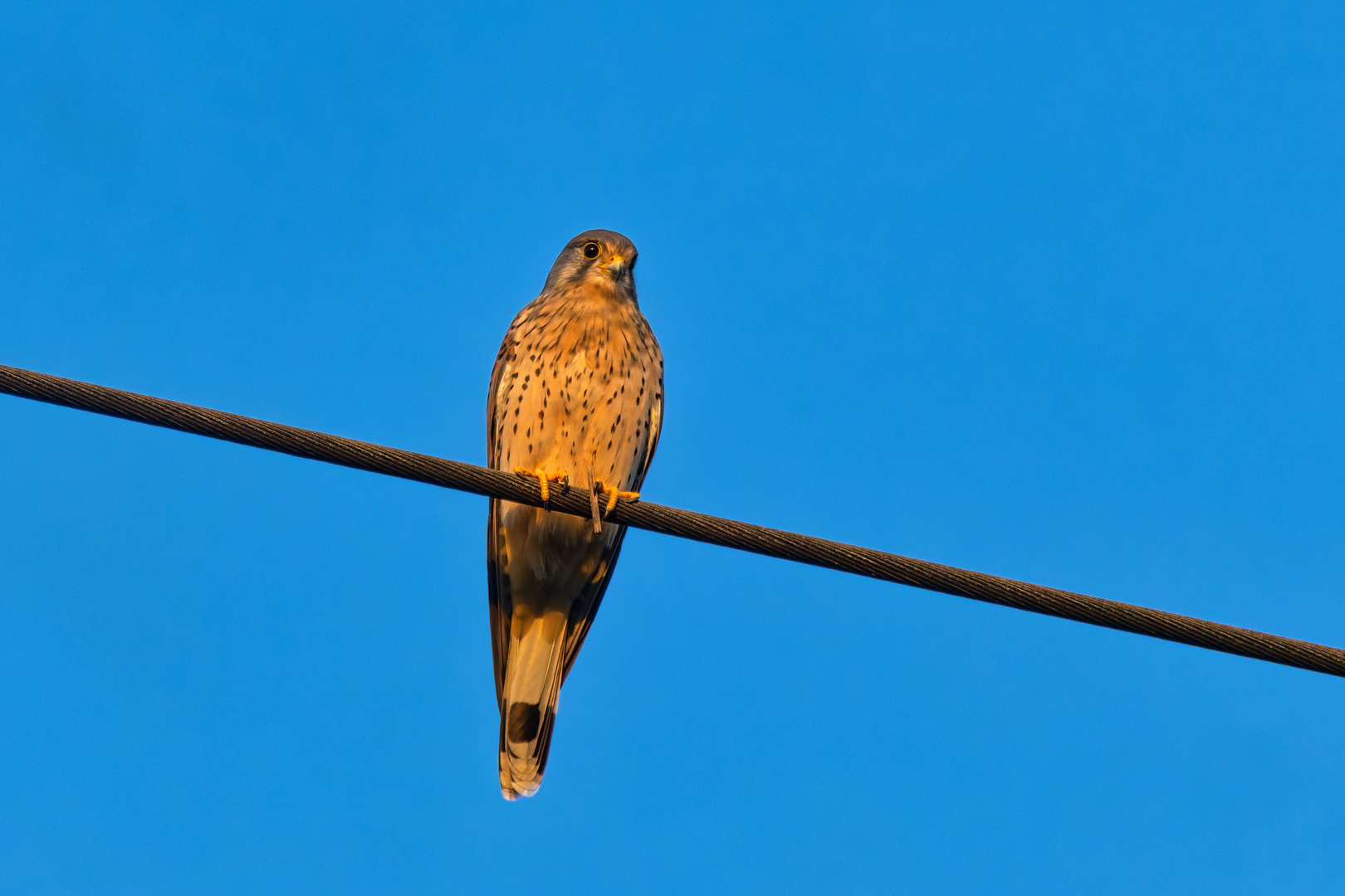 in der abendsonne