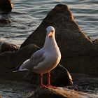 in der Abendsonne hat sie sich in Szene gestellt