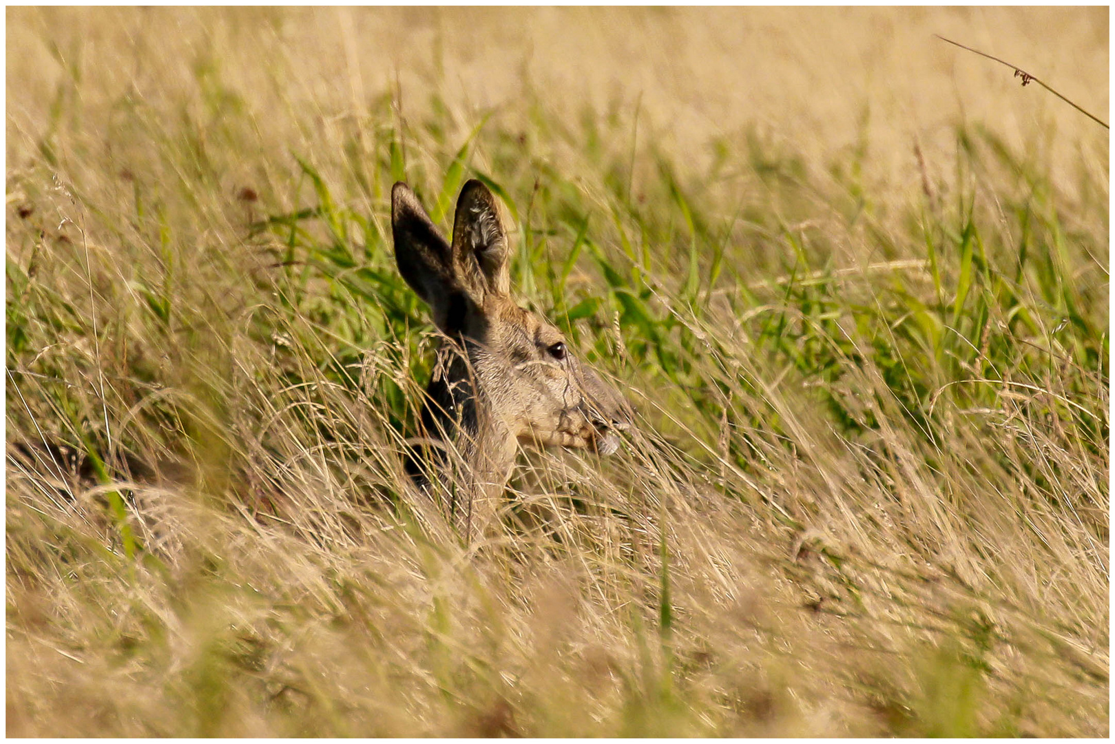 in der Abendsonne im hohen Gras