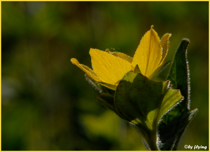 In der Abendsonne - In the evening sun