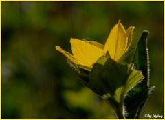 In der Abendsonne - In the evening sun