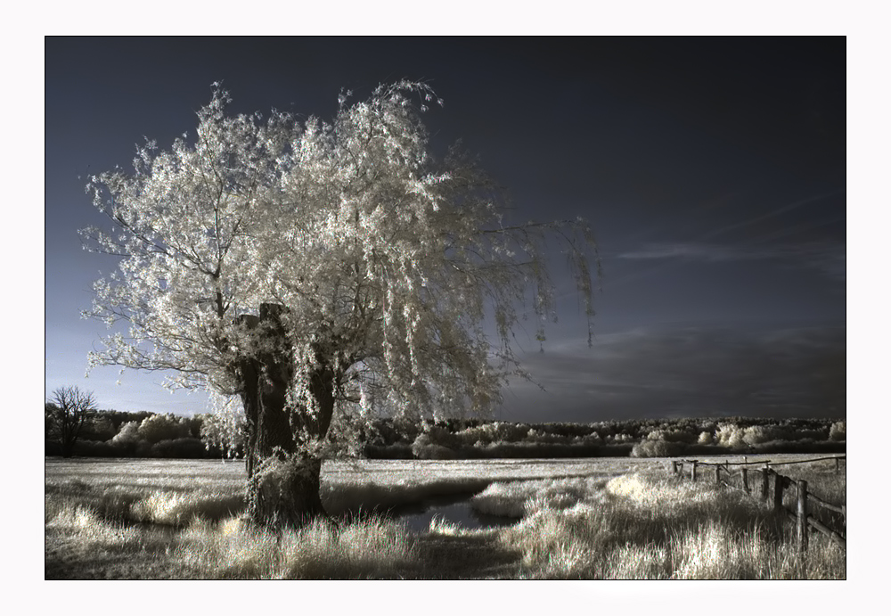 In der Abendsonne - IR