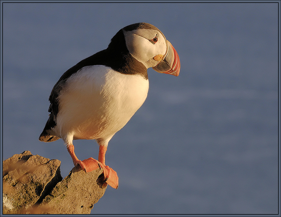 in der abendsonne islands