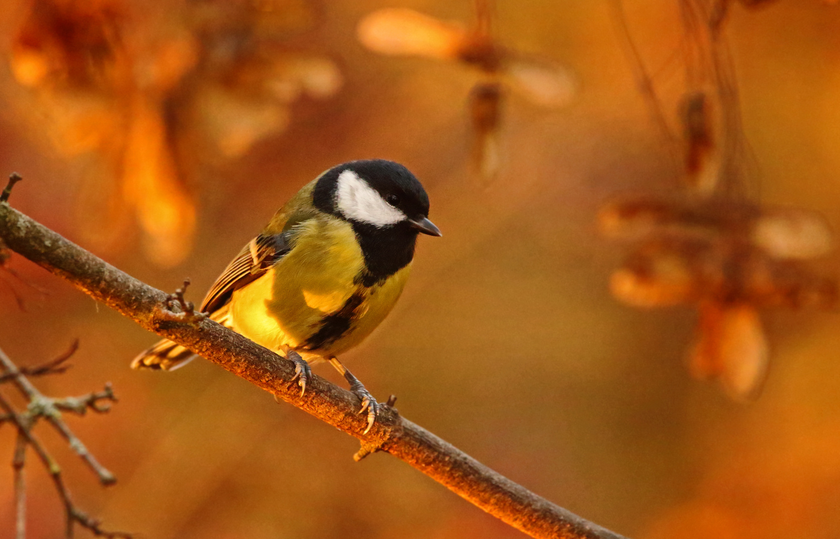 "In der Abendsonne ...." (ISO 6400)