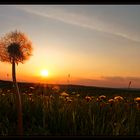 In der Abendsonne leuchten