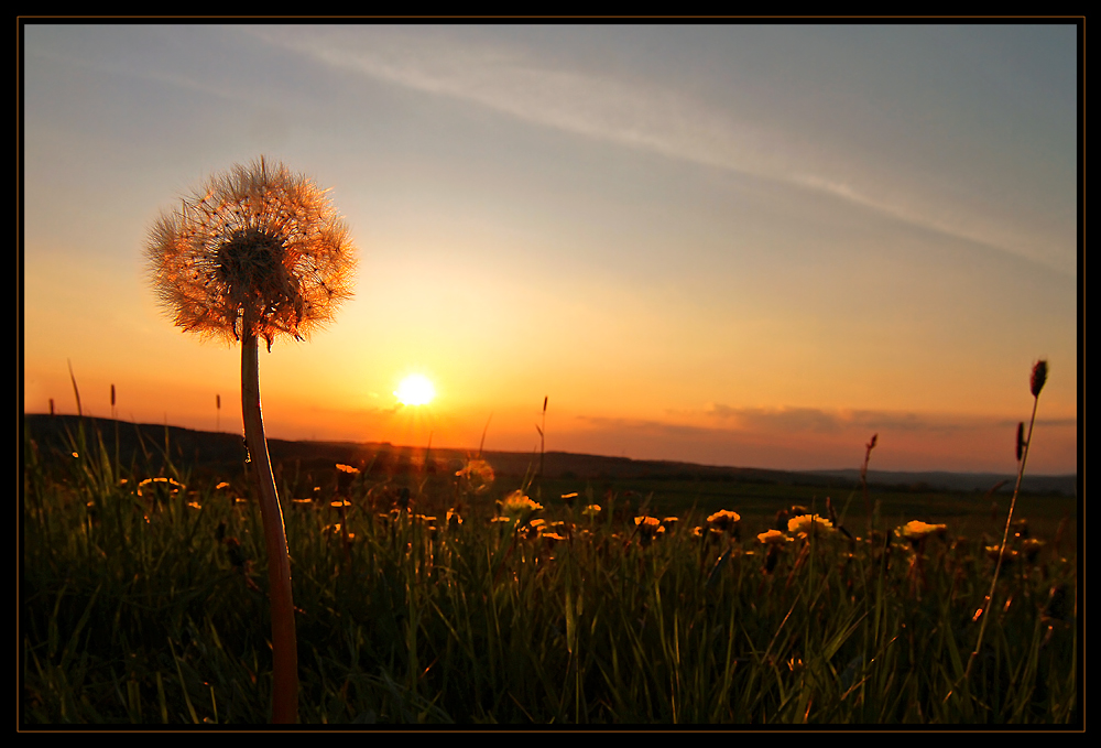 In der Abendsonne leuchten