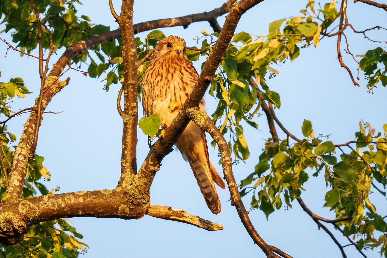 in der Abendsonne um 21:04 Uhr .....  - 2 -