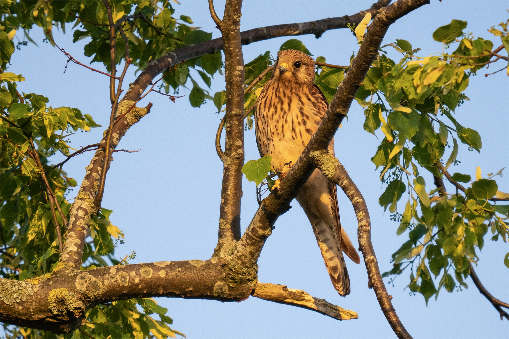 in der Abendsonne um 21:04 Uhr ..... - 3 - 