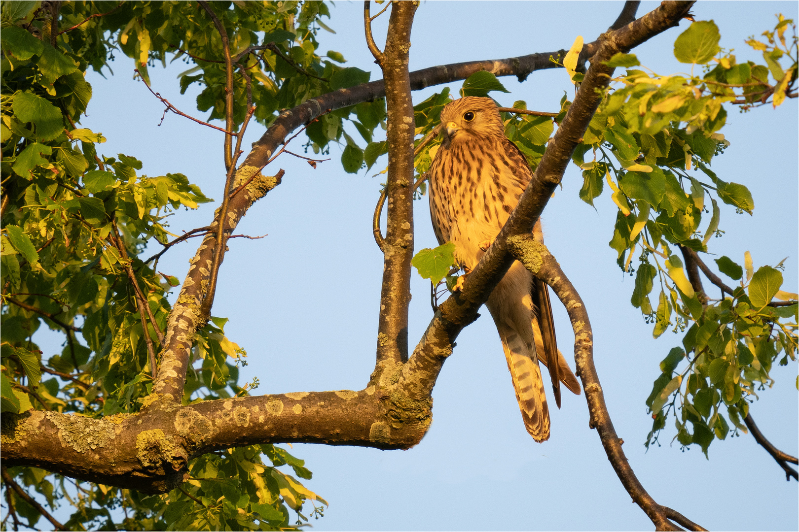 in der Abendsonne um 21:04 Uhr  .....