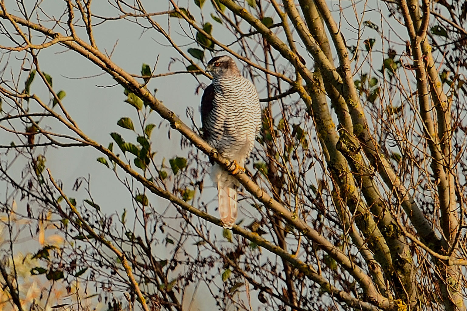 In der Abendsonne,ein Habicht   (Vogel der Jahres 2015)!