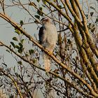 In der Abendsonne,ein Habicht   (Vogel der Jahres 2015)!