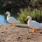 In der Albufera auf Mallorca