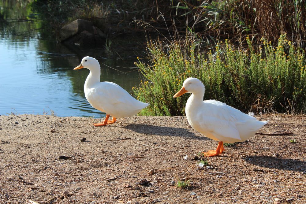 In der Albufera auf Mallorca