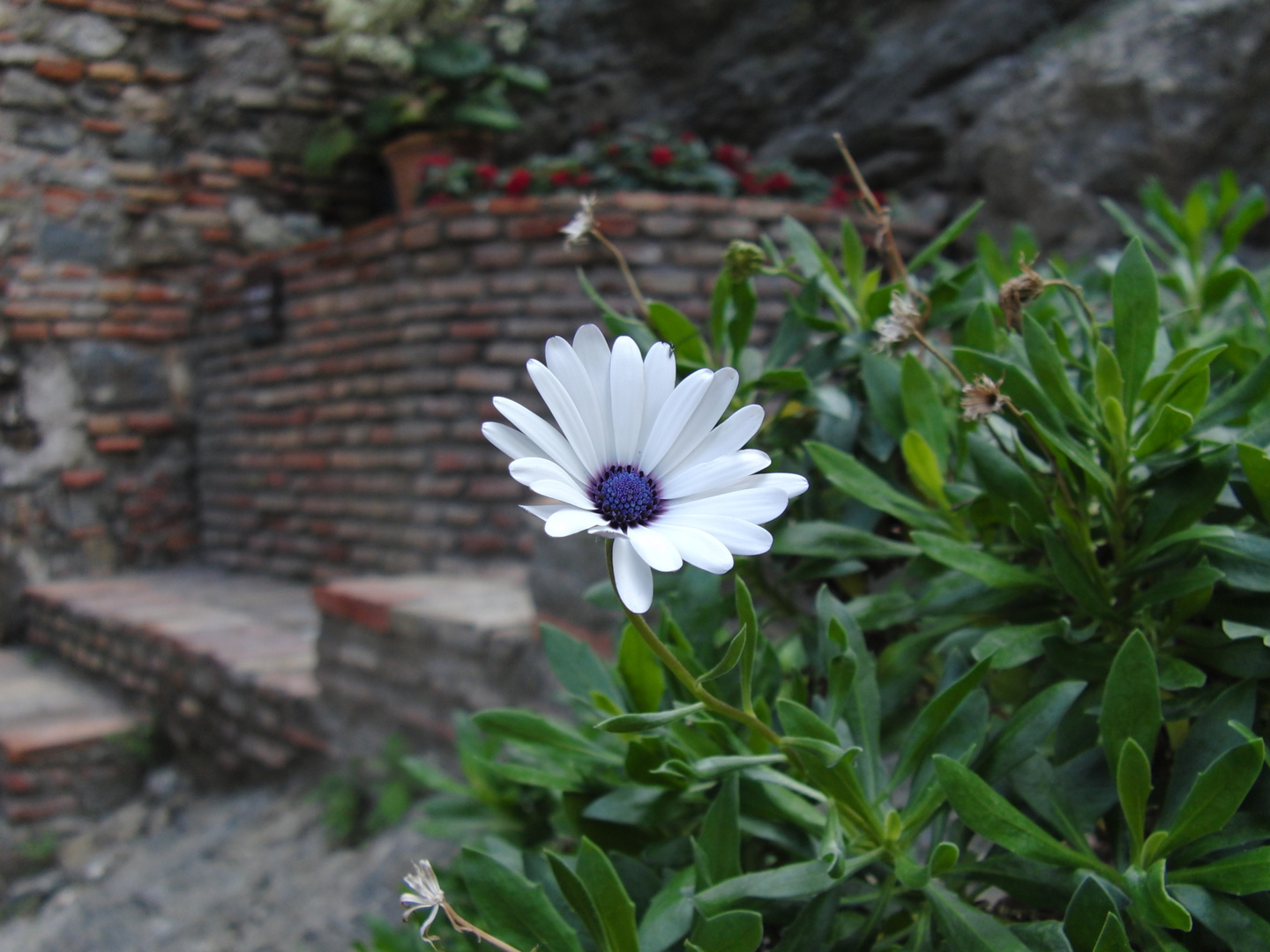 In der Alcazaba in Malaga