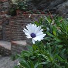 In der Alcazaba in Malaga