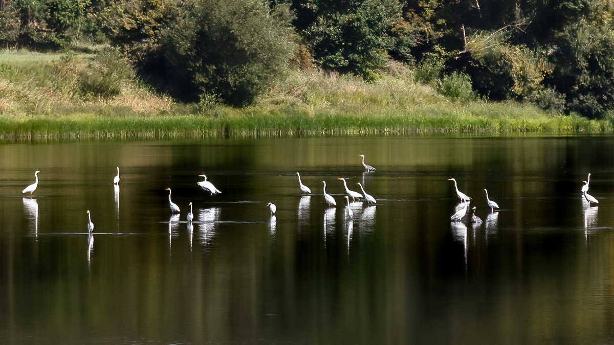 ... in der alten Elbe ...