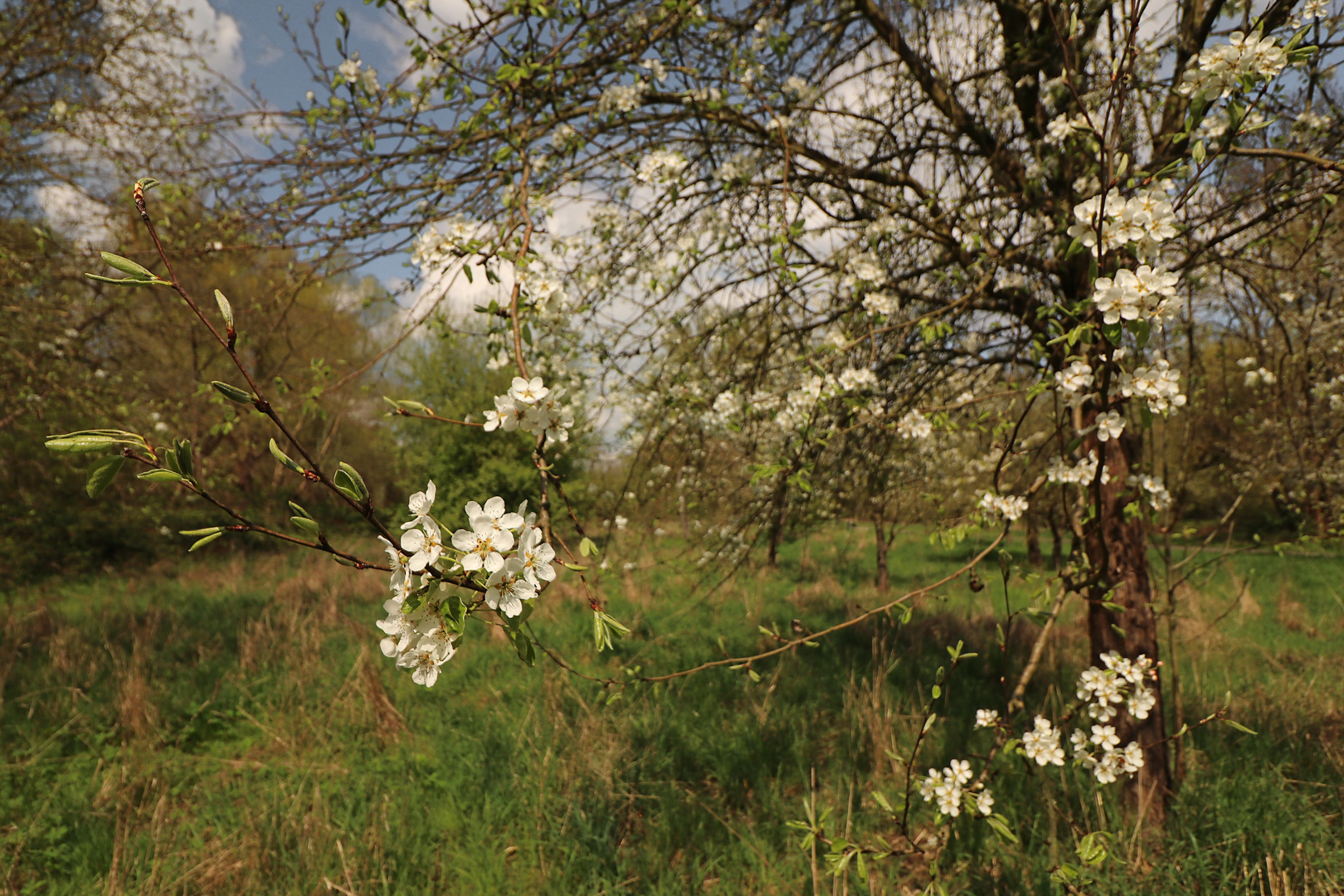 In der alten Plantage