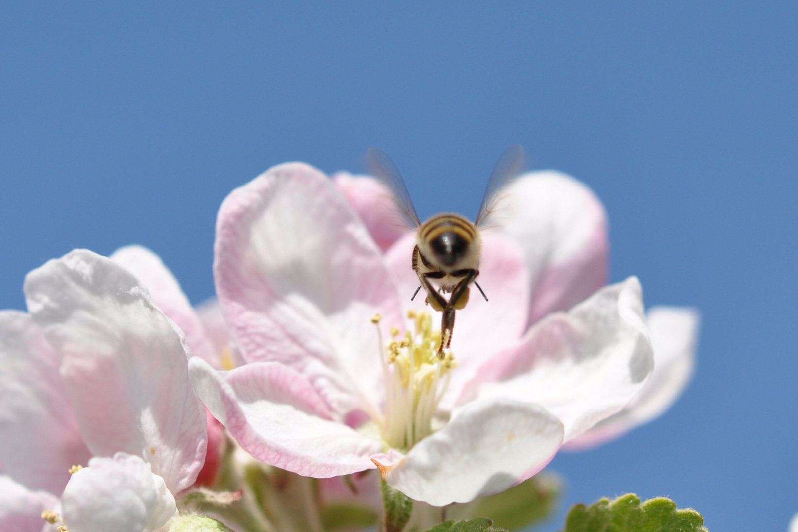 in der Apfelblüte