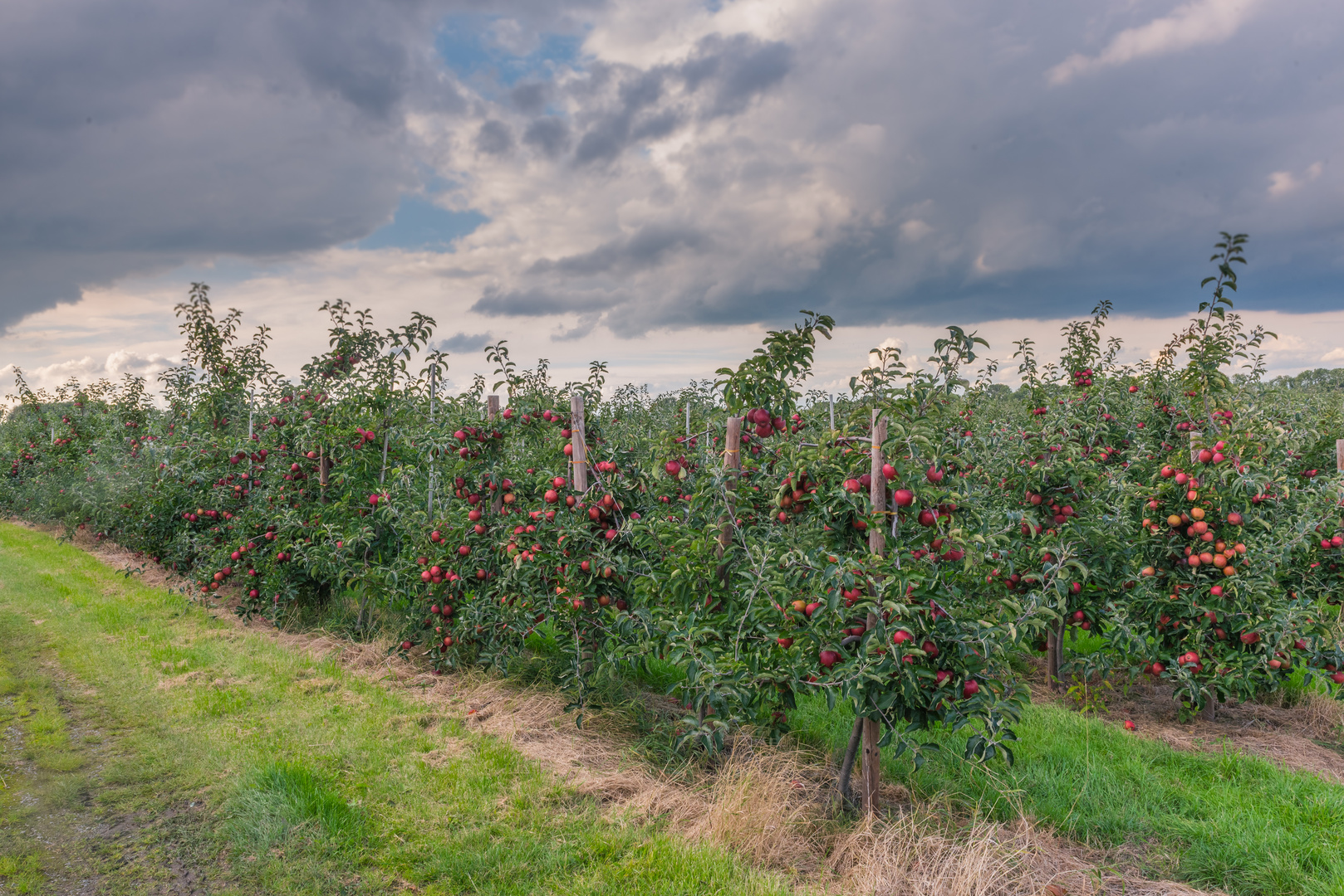 in der Apfelplantage Foto & Bild world, baum, apfel Bilder auf