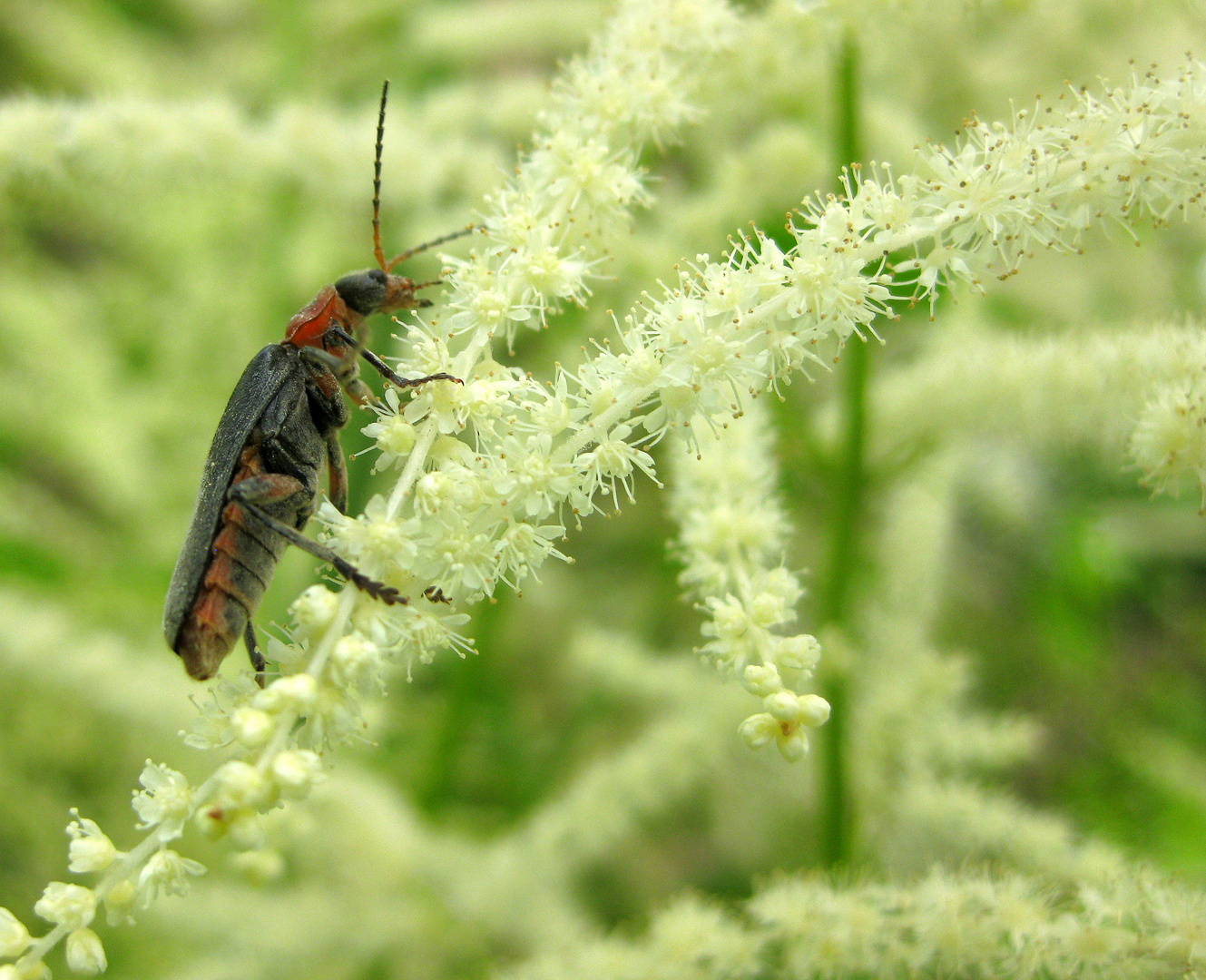 in der Astilbe beobachtet