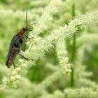 in der Astilbe beobachtet