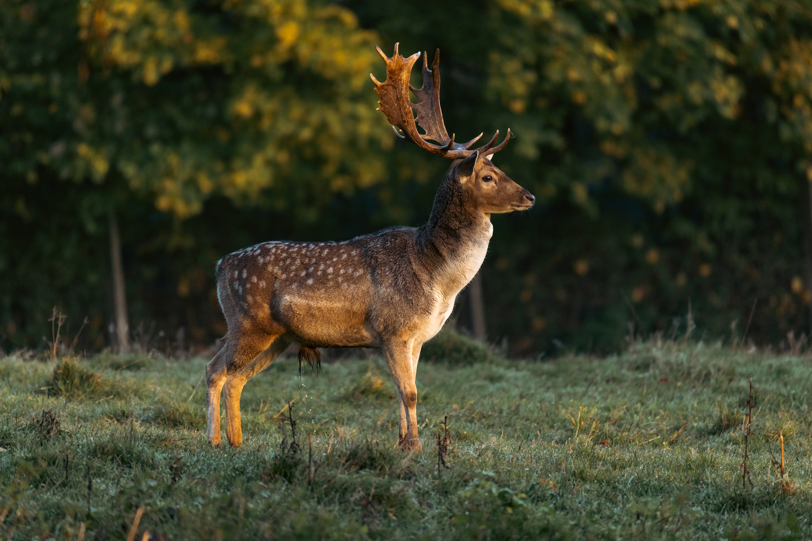 in der aufgehenden Morgensonne