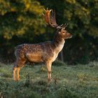 in der aufgehenden Morgensonne