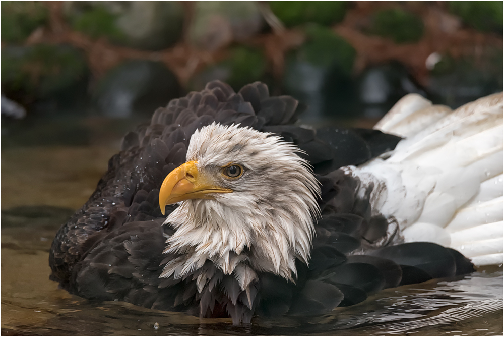 In der Badewanne.....