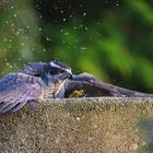 In der Badewanne