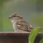 In der Badewanne