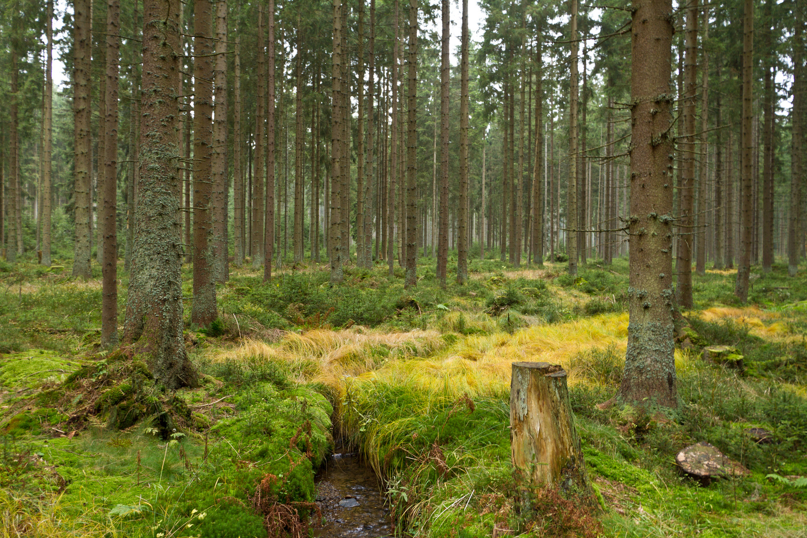 In der "Bayrischen Au"