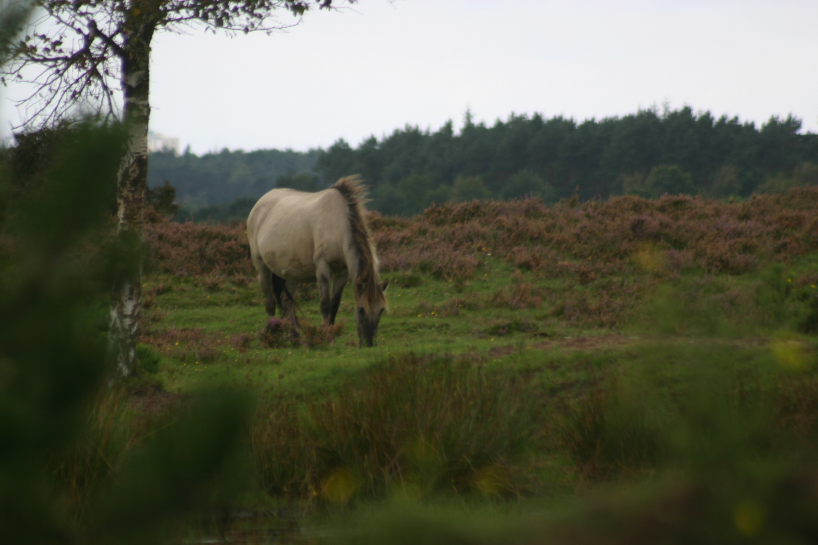 In der Behrenschen Heide versteckt sich so manche Schönheit.