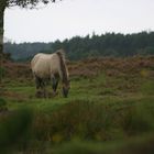 In der Behrenschen Heide versteckt sich so manche Schönheit.