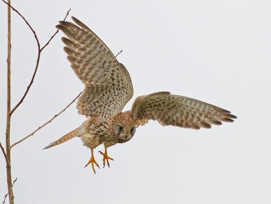 In der Bewegung Eingefroren - Turmfalken Dame