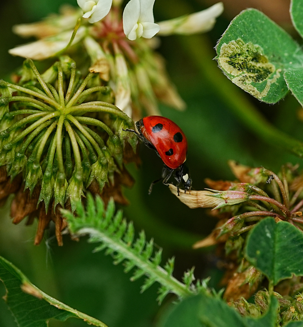 In der Bienenweide 