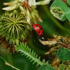 In der Bienenweide 